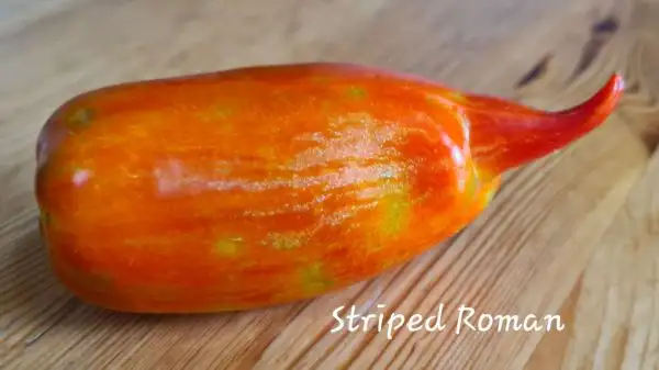 Tomaten: Striped Roman