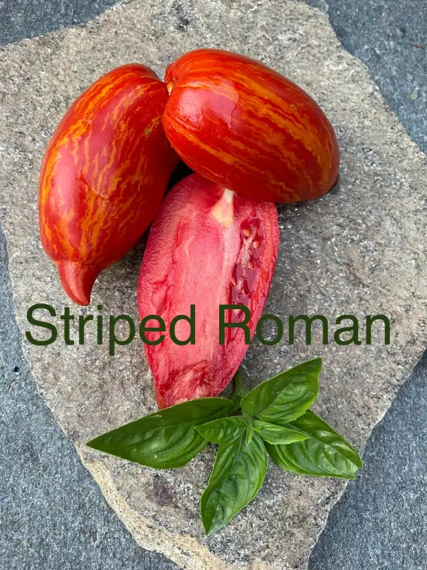 Tomaten: Striped Roman