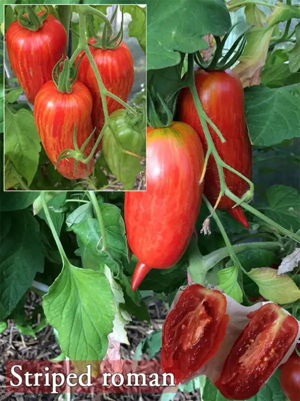 Tomaten: Striped Roman