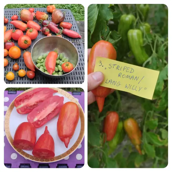 Tomaten: Striped Roman / Lang Willy