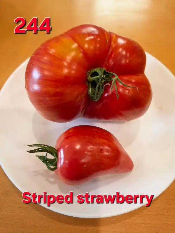 Tomaten: Striped strawberry