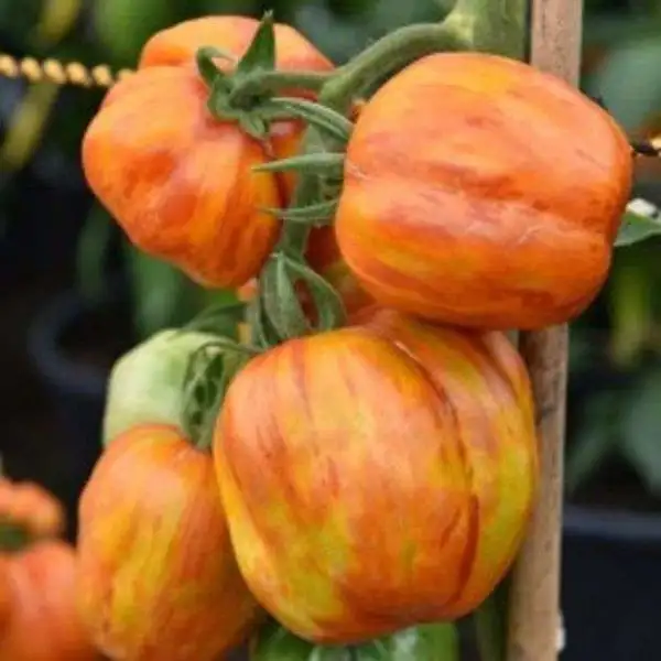 Tomaten: Striped Stuffer