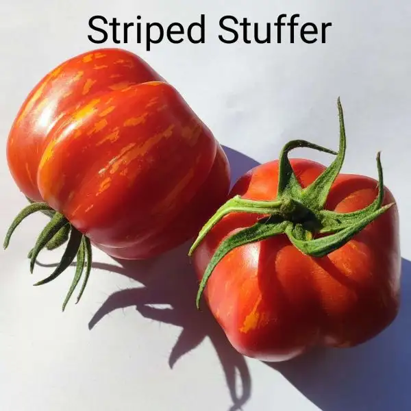 Tomaten: Striped Stuffer