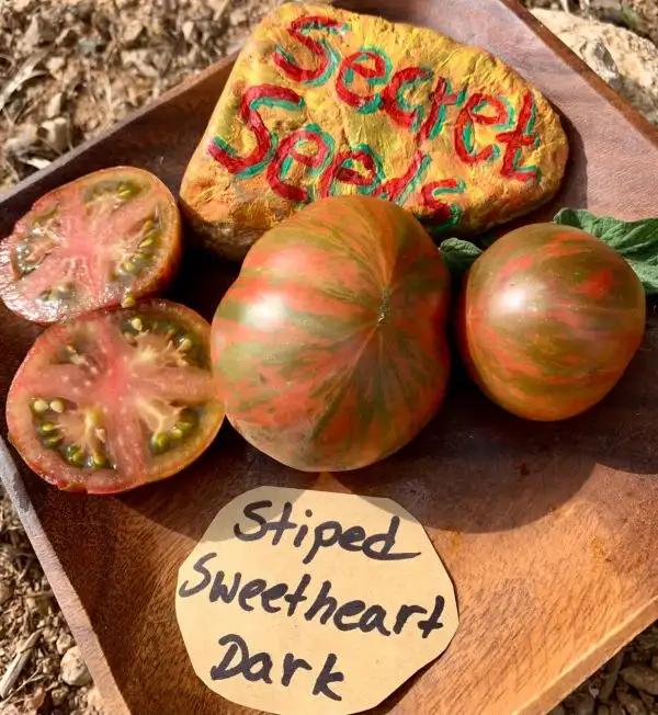 Tomaten: Striped Sweetheart Dark