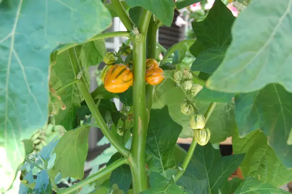 Auberginen: Striped Toga Solanum aethiopicum