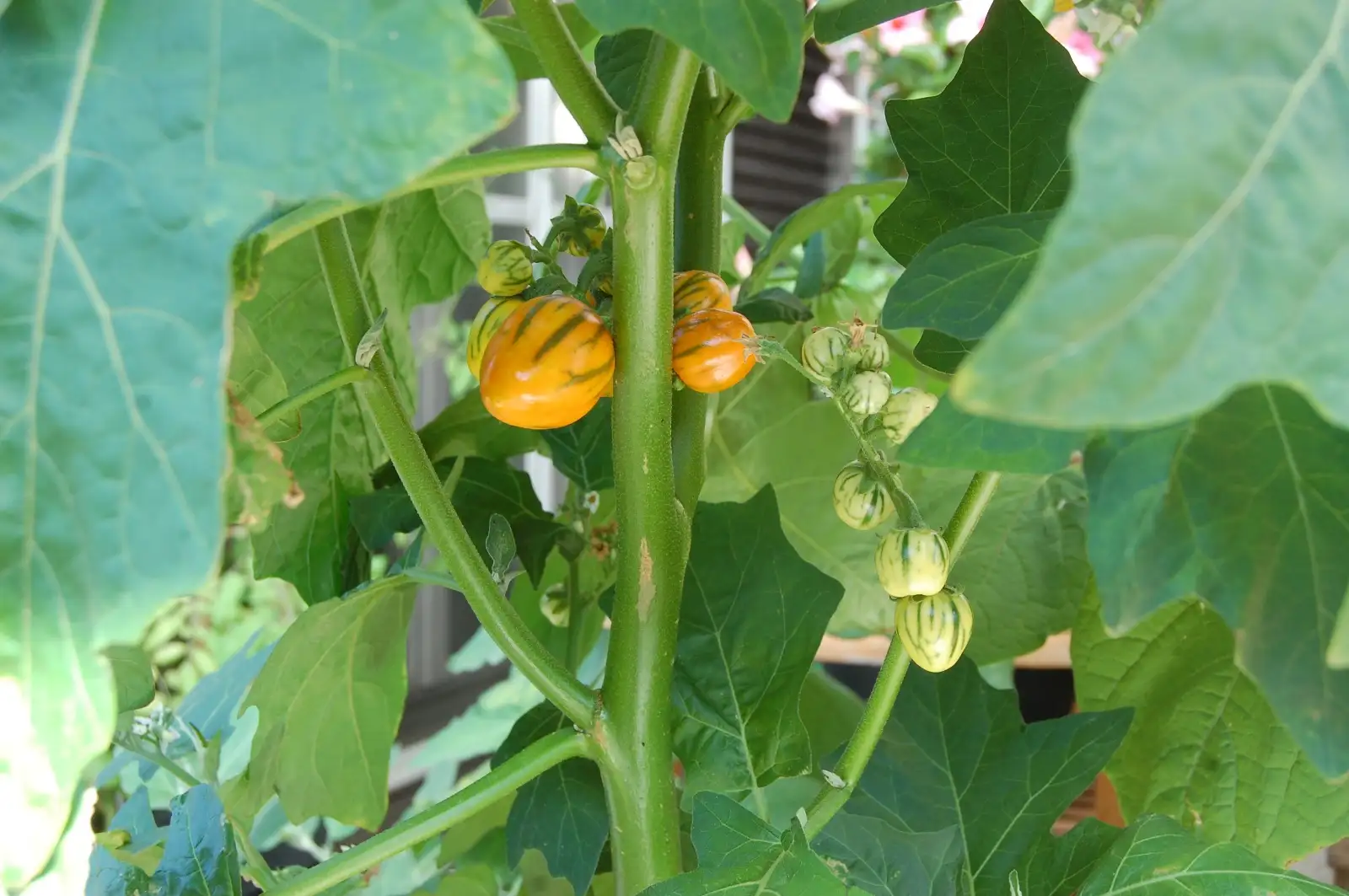 Auberginen: Striped Toga  Solanum aethiopicum