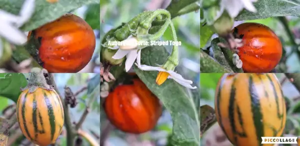 Auberginen: Striped Togo