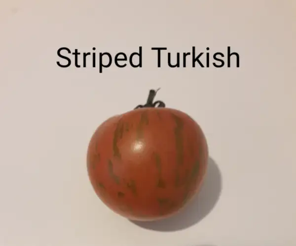 Tomaten: Striped Turkish