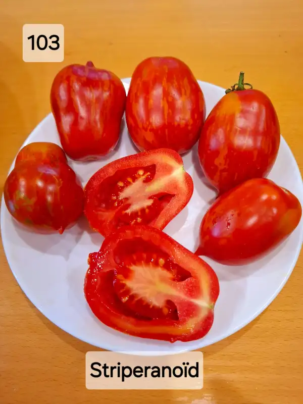 Tomaten: Striperanoid