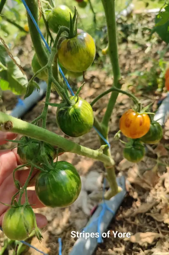 Tomaten: Stripes of Yore