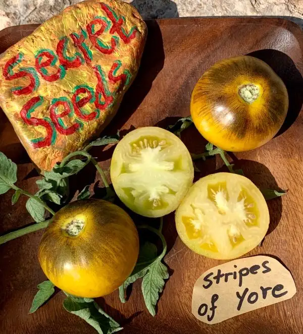 Tomaten: Stripes of Yore