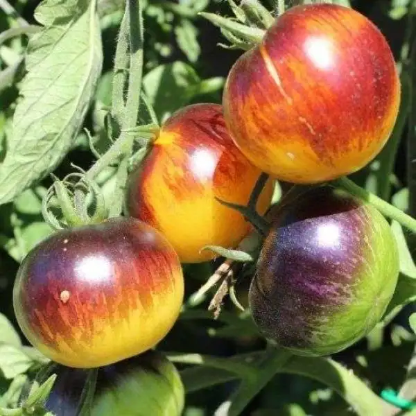 Tomaten: Stripes of Yore