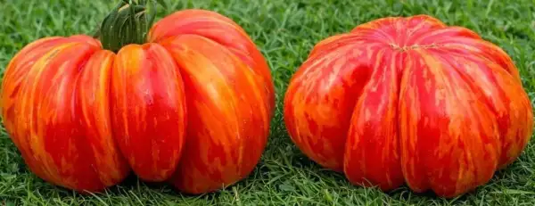 Tomaten: Stripes with Mushrooms