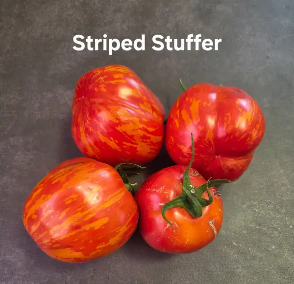 Tomaten: Stripped Stuffer