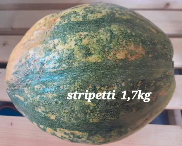 Kürbisse: Strippetti, Spaghettikürbis