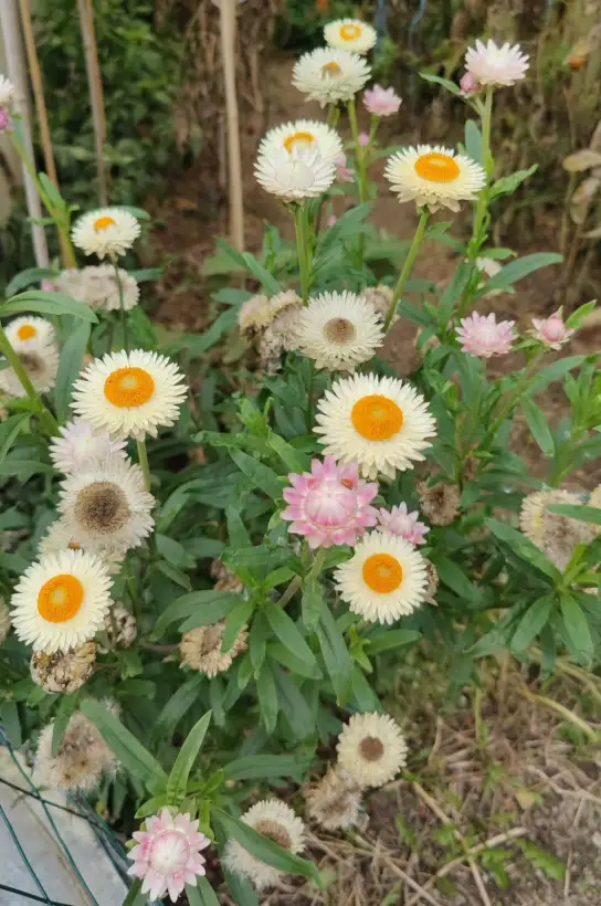 Blumen: Strohblume bunt