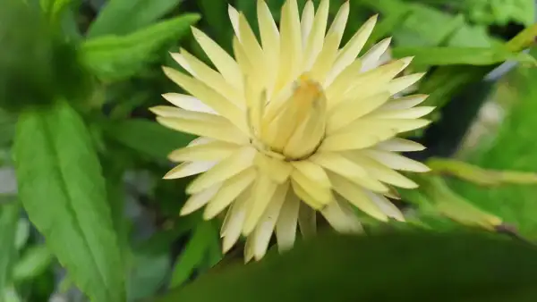 Blumen: Strohblume Sorte: Lemon Yellow