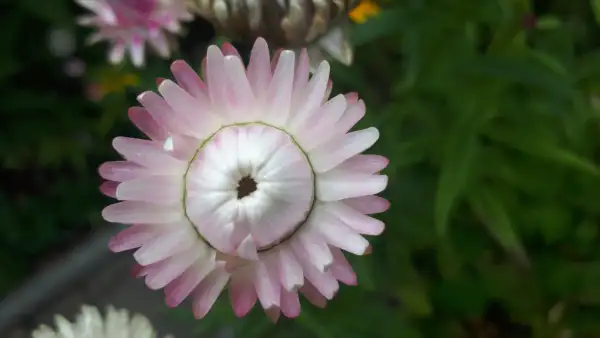 Blumen: Strohblume Sorte: Silvery White