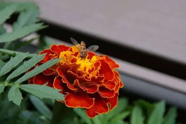 Blumen: Studentenblume Bolero (Tagetes patula nana)