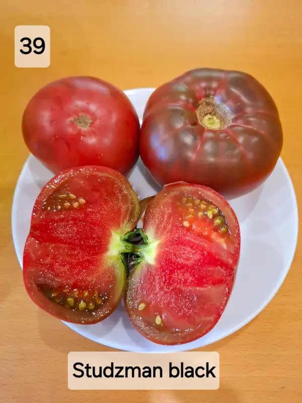 Tomaten: Studzman black