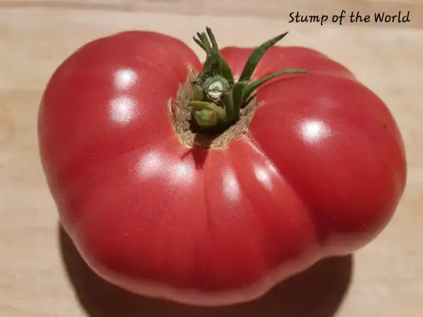 Tomaten: Stump of the World