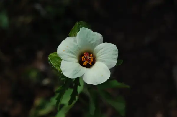 Blumen: Stundenblume (Hibiscus trionum)
