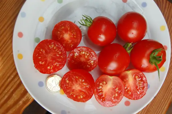 Tomaten: Stupice