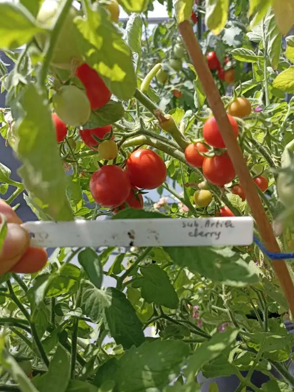 Tomaten: Sub-arctic Cherry(Dwarf)