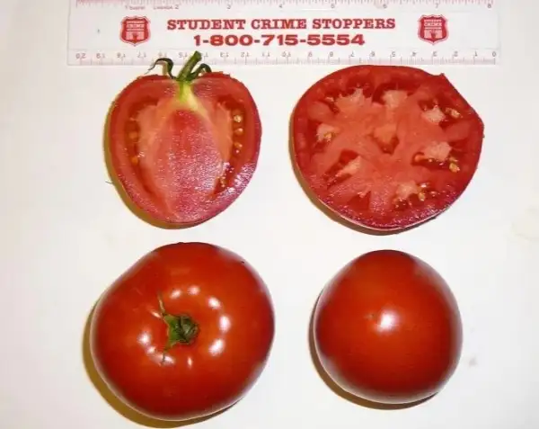 Tomaten: Sub Arctic Maxi
