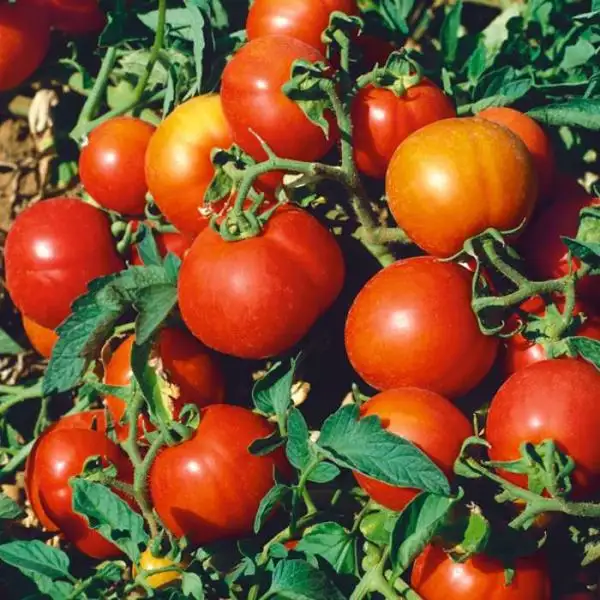 Tomaten: Sub Arctic Plenty