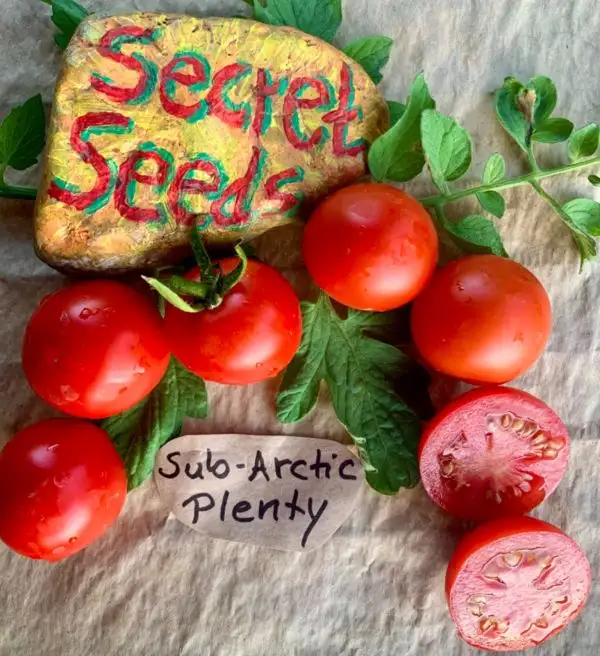 Tomaten: Sub-arctic plenty