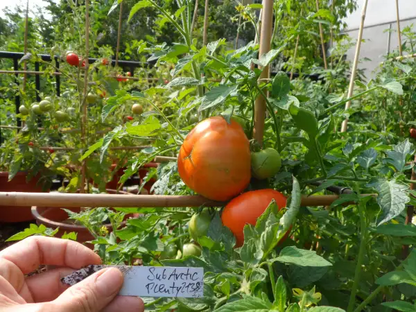 Tomaten: Sub Arctic Plenty ( Kat# 2138 )