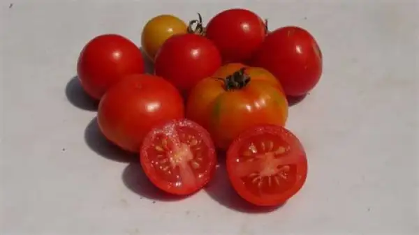 Tomaten: Subarctic Plenty