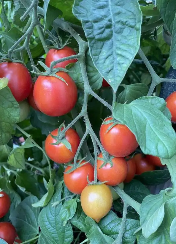 Tomaten: Subartic plenty