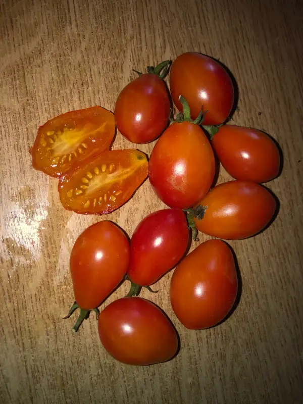 Tomaten: Submarine Blush