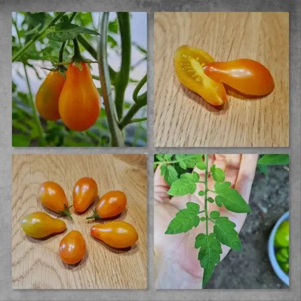 Tomaten: Submarine Blush