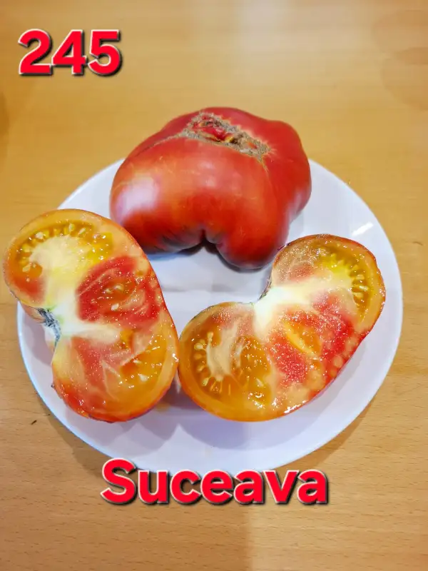Tomaten: Suceava