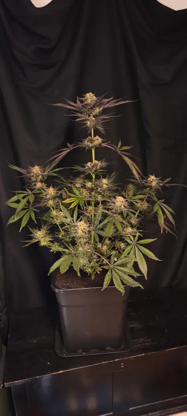 Cannabis: Suche Romulan Genetik