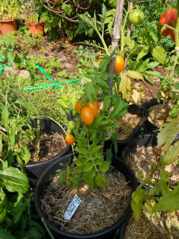 Tomaten: Suesser Louis  MD ( Kat# 2929 )