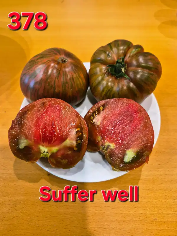 Tomaten: Suffer well