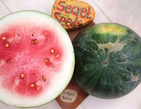 Obst: Sugar Baby Wassermelone