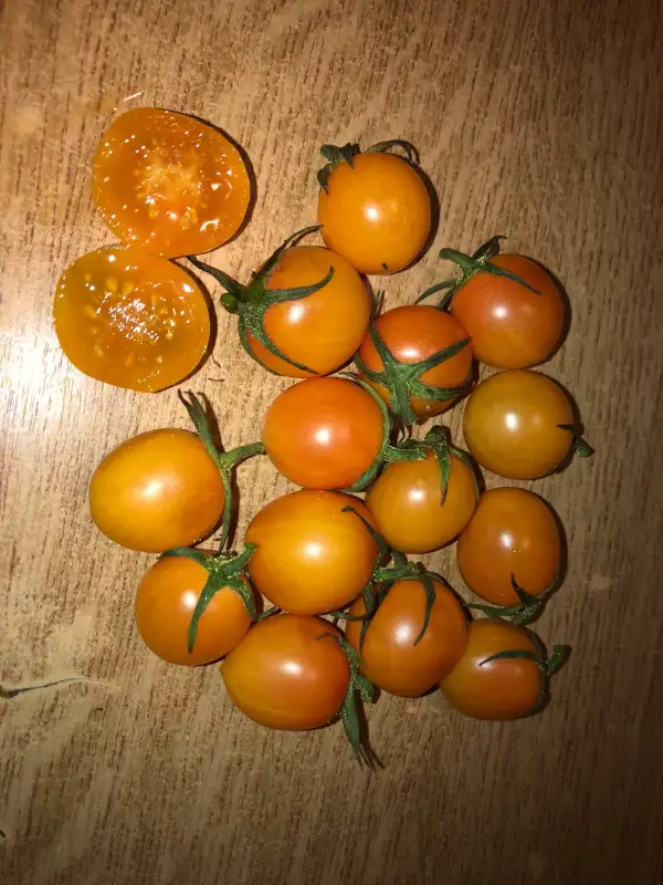 Tomaten: Sugar Drop Cherry