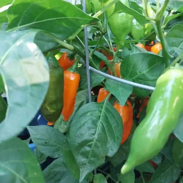 Chili: Sugar Drop Orange