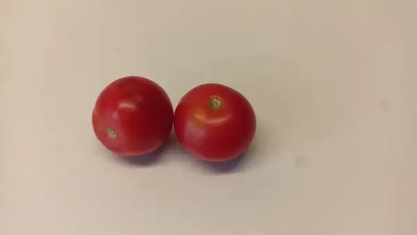 Tomaten: Sugar Lump