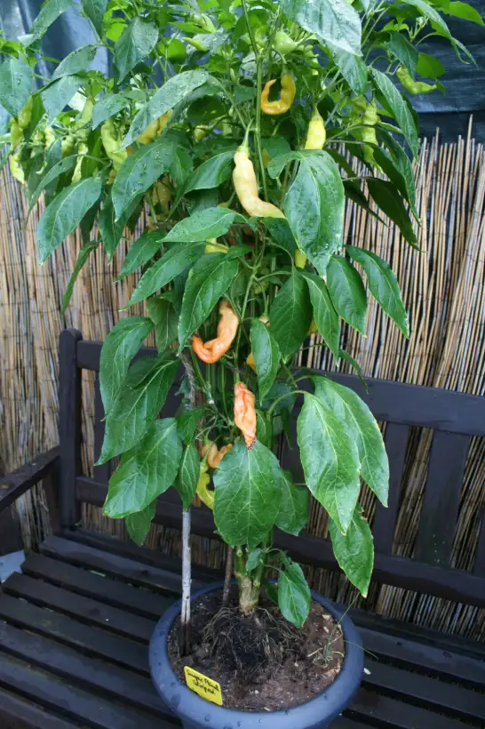 Chili / Paprika: Sugar Peach Stripey