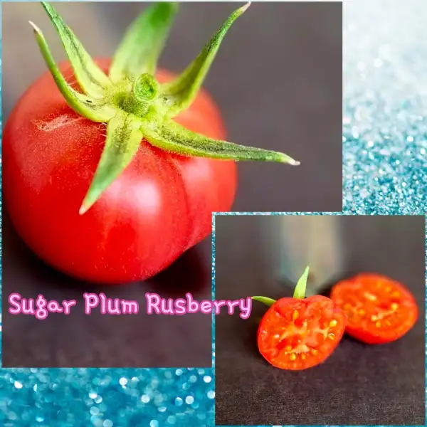 Tomaten: Sugar Plum Rusberry