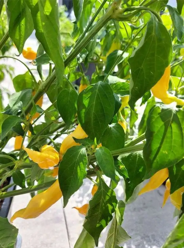 Chili / Paprika: Sugar Rush Peach