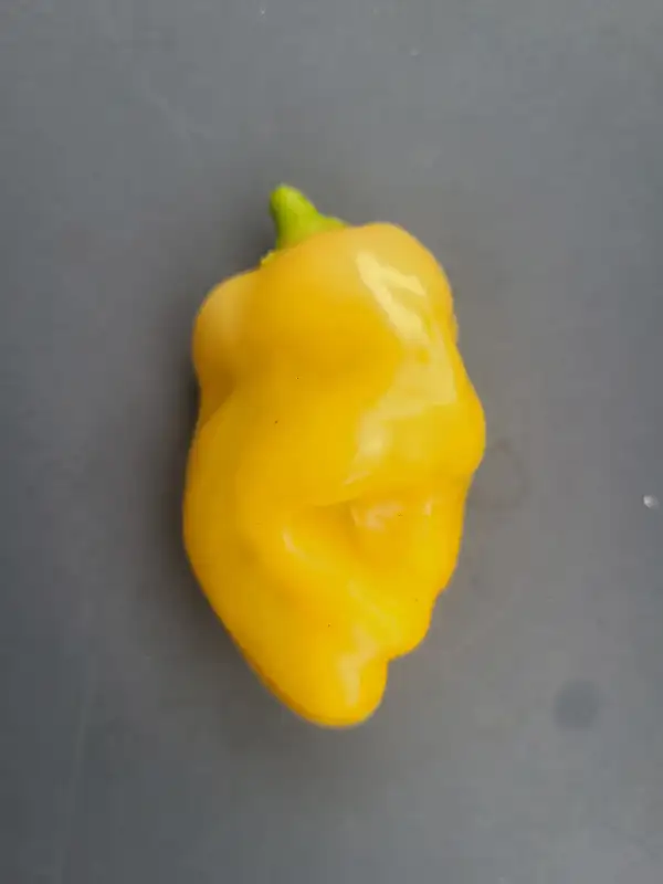 Chili / Paprika: Sugar Rush Peach