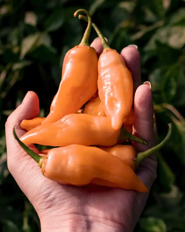 Chili / Paprika: Sugar Rush Peach