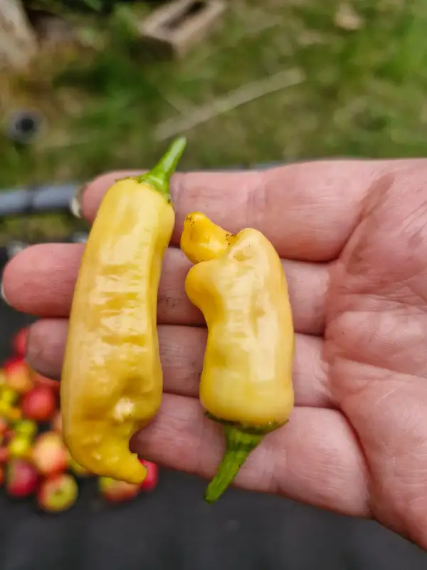 Chili: Sugar Rush Peach